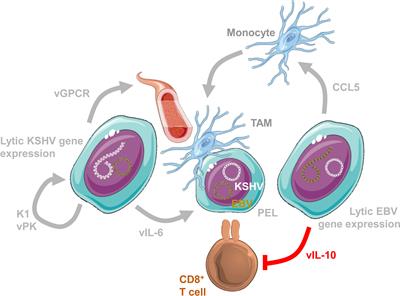 The Role of Lytic Infection for Lymphomagenesis of Human γ-Herpesviruses